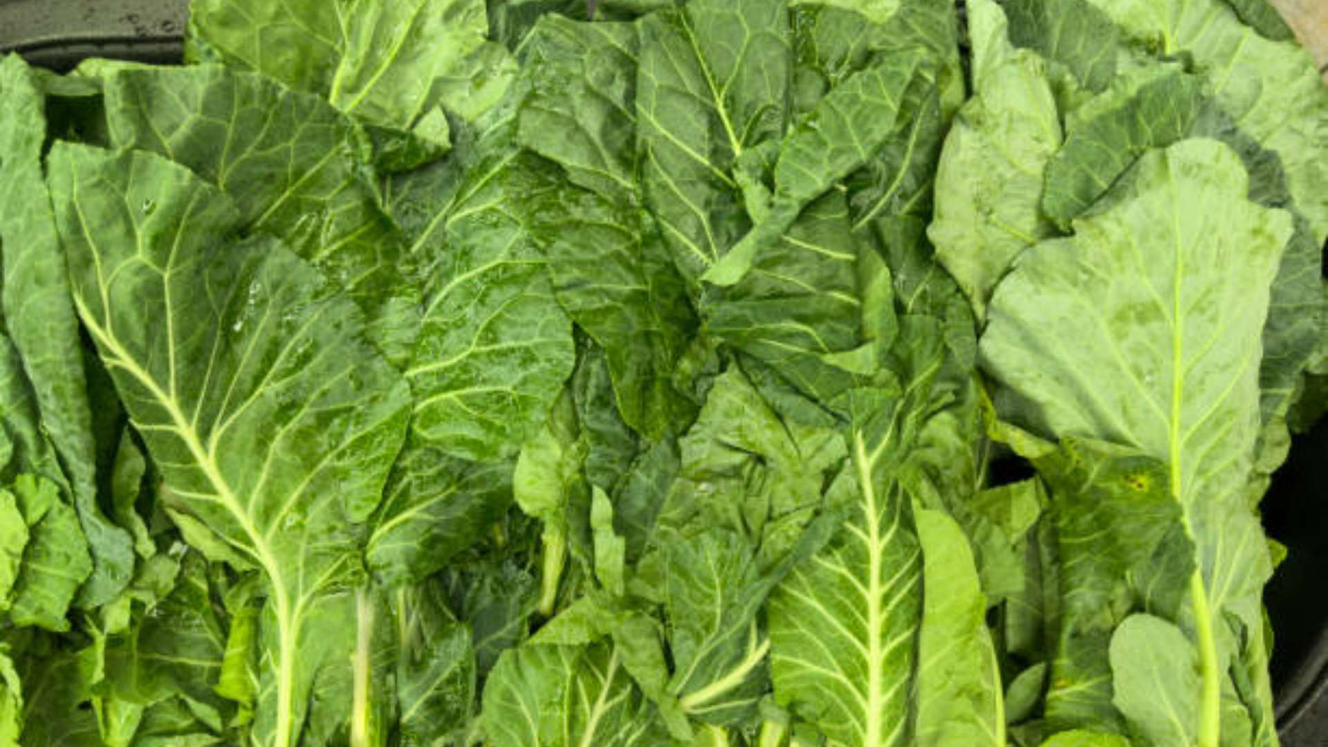 Fresh tender spring greens with collard greens for a healthy recipe.